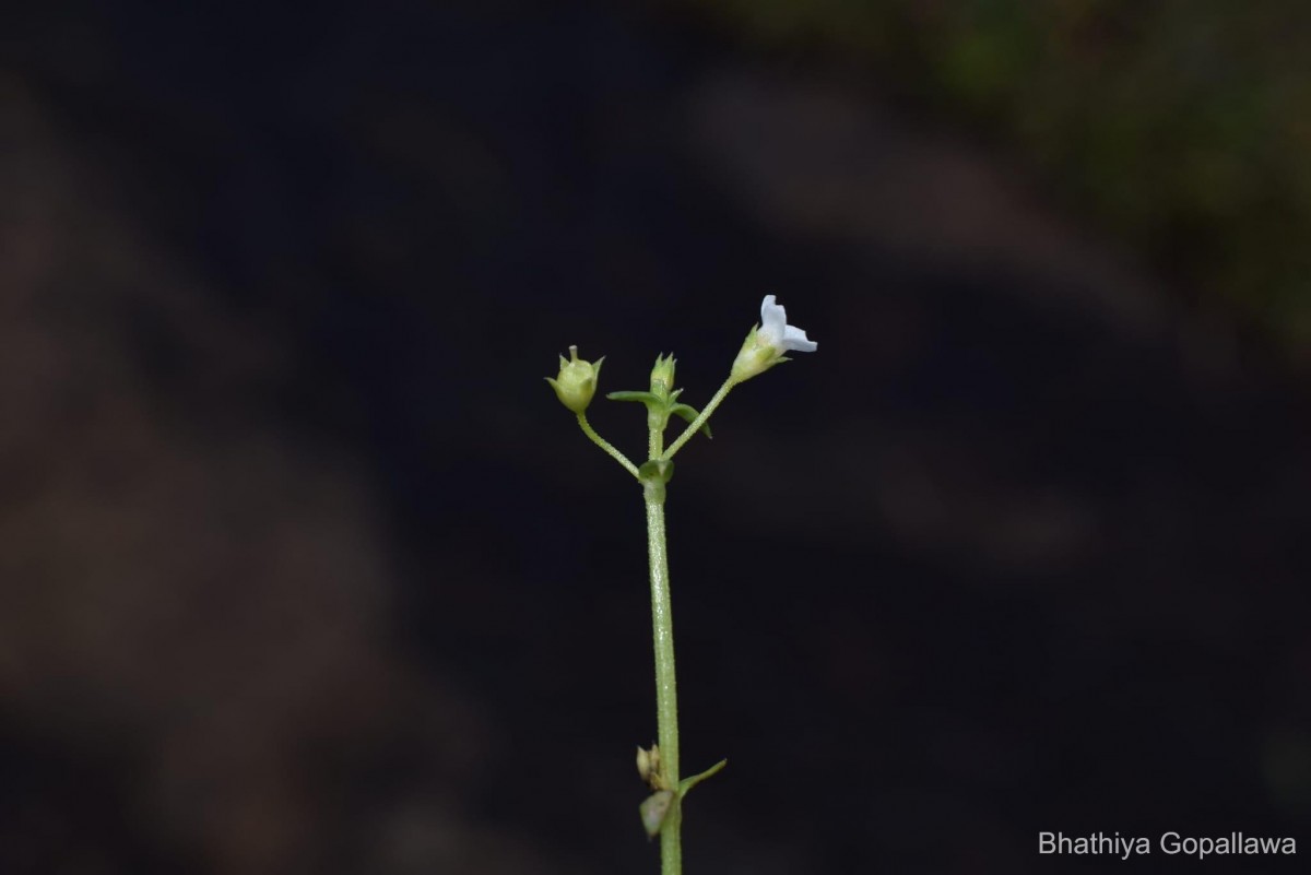 Hoppea fastigiata (Griseb.) C.B.Clarke
